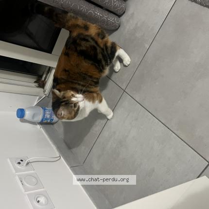 Photo 1/1 Found cat Found in La chapelle sur erdre