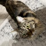 Picture of cat lost at Bordeaux