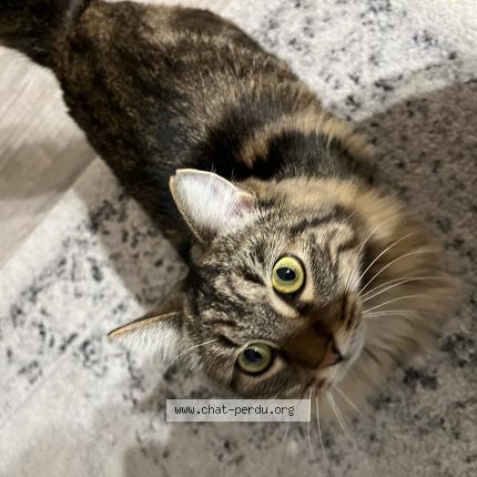 Photo 1/1 Mira Chat lost in Bordeaux