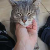 Picture of cat lost at Champanges