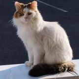Picture of cat lost at Nantes