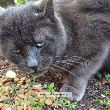 Photo 1/1 Found cat Found in Le plessis bouchard