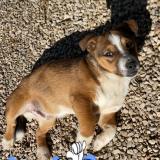 Picture of cat lost at Mougins