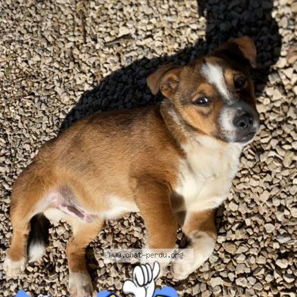 Photo 1/1 Schweppes Chat lost in Mougins