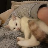 Picture of cat lost at Melgven