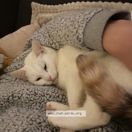 Photo 1/1 Nala Chat lost in Melgven