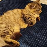 Picture of cat lost at Moulon