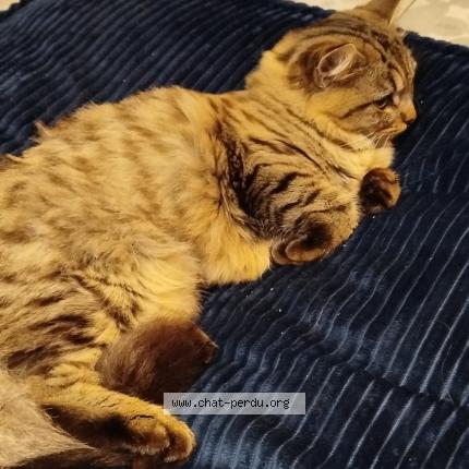 Photo 1/1 Poppy Chat lost in Moulon