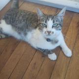 Picture of cat lost at Poitiers