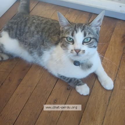 Photo 1/1 Lucky Chat lost in Poitiers