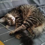 Picture of cat lost at Mehun Sur Yevre