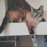 Picture of cat lost at Montaut