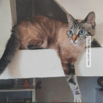 Photo 1/1 Cama&iuml;s Chat lost in Montaut