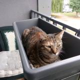 Picture of cat lost at Moulins