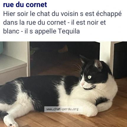 Foto van vermiste kat in Etterbeek
