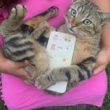 Picture of cat lost at Colomiers