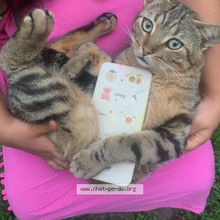 Photo 1/1 Couscous Chat lost in Colomiers