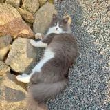 Picture of cat lost at Cugand