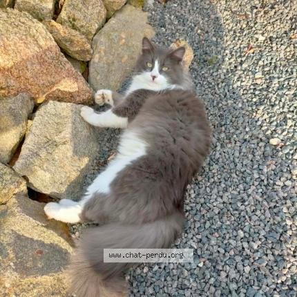 Photo 1/1 Winnie Chat lost in Cugand