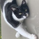 Picture of cat lost at Mantes La Ville