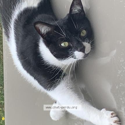 Photo 1/1 SAK&Eacute; Chat lost in Mantes la ville