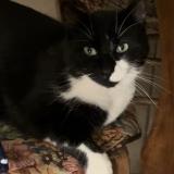 Picture of cat lost at Leugny