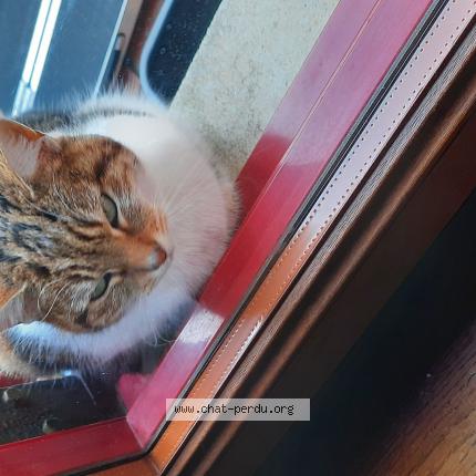 Photo 1/1 Found cat Found in Oroer