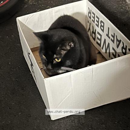 Photo 1/1 Found cat Found in Aurillac