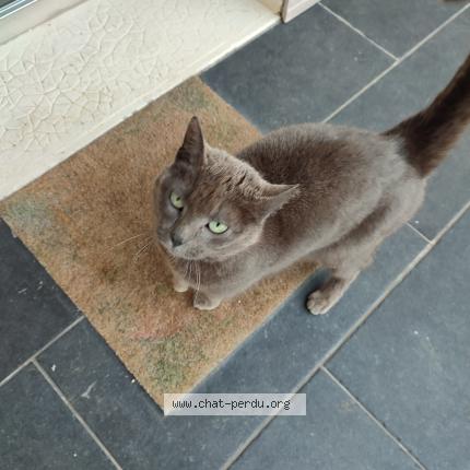 Photo 1/1 Found cat Found in Dompierre sur mer