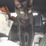 Picture of cat lost at Beaucaire