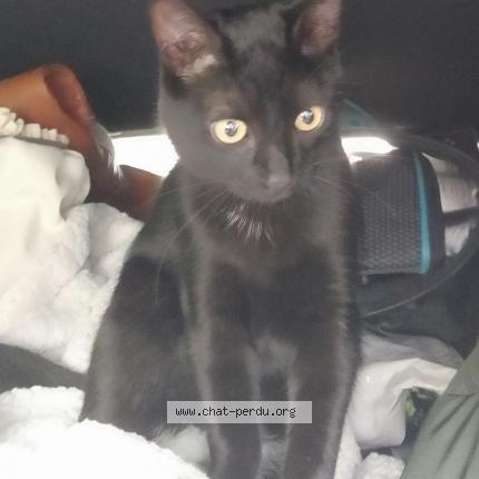 Photo 1/1 Vinyl - Mimi Chat lost in Beaucaire