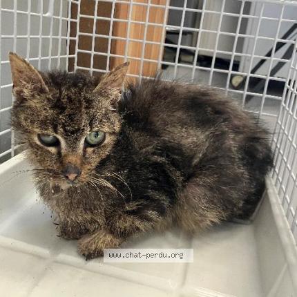 Photo 1/1 Found cat Found in Wattrelos