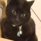 Picture of cat lost at Saintes