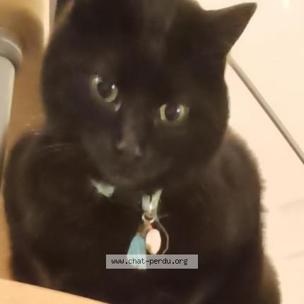 Photo 1/1 Angus O'Mary Chat lost in Saintes