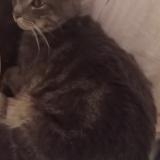 Picture of cat lost at Morancez