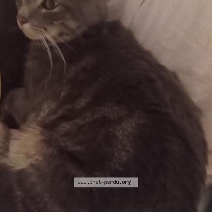 Photo 1/1 Simba Chat lost in Morancez