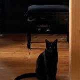 Mini Noire