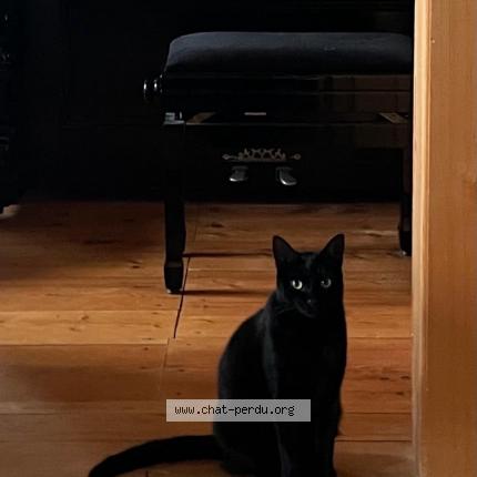 Foto 1/1 Wiedergefundene Katze Verloren in Le Solliat