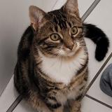 Picture of cat lost at Saint Pierre Des Corps