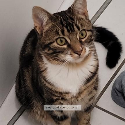 Photo 1/1 Ronron Chat lost in Saint pierre des corps
