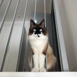 Picture of cat lost at Ceret