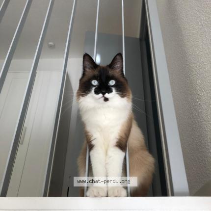 Photo 1/1 Satine Chat lost in Ceret