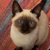 Picture of cat lost at El Hadjar Annaba