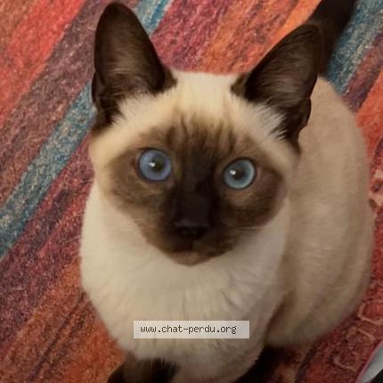 Photo 1/1 Simba Chat lost in El hadjar annaba