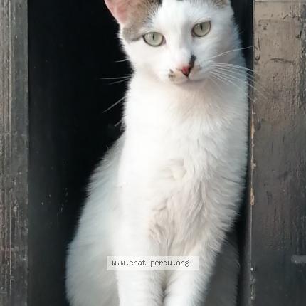 Photo 1/1 Cat reunited Lost in Uchizy