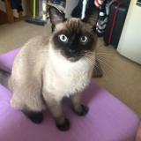 Picture of cat lost at Saint Philbert De Grand Lieu