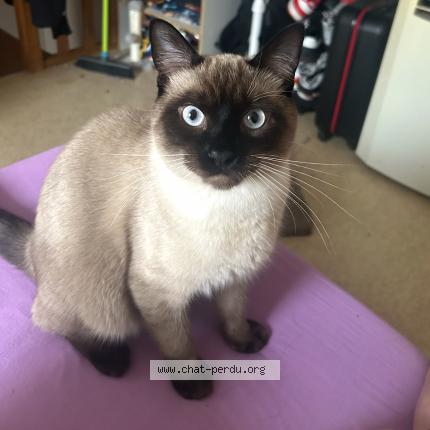 Photo 1/1 Willow Chat lost in Saint philbert de grand lieu