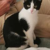 Picture of cat lost at Toulenne