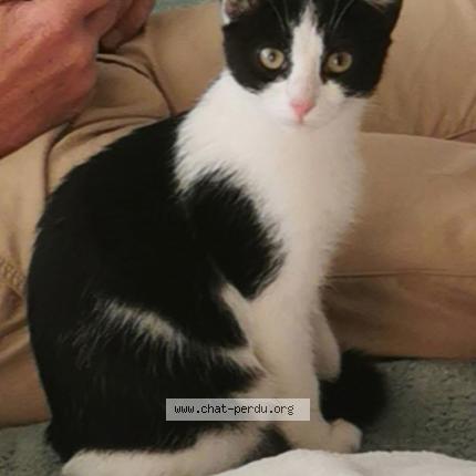 Photo 1/1 Loulou Chat lost in Toulenne