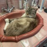 Picture of cat lost at Bains Sur Oust